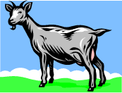 goat