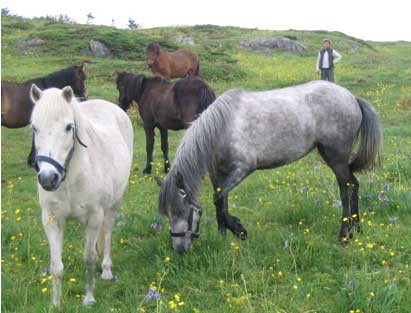 horses